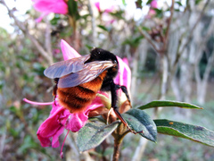 Bombus bicoloratus