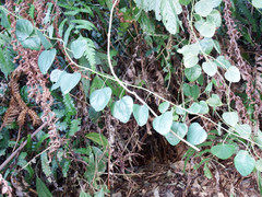 Pericampylus glaucus