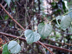 Pericampylus glaucus