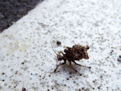 Acanthaspis westermanni