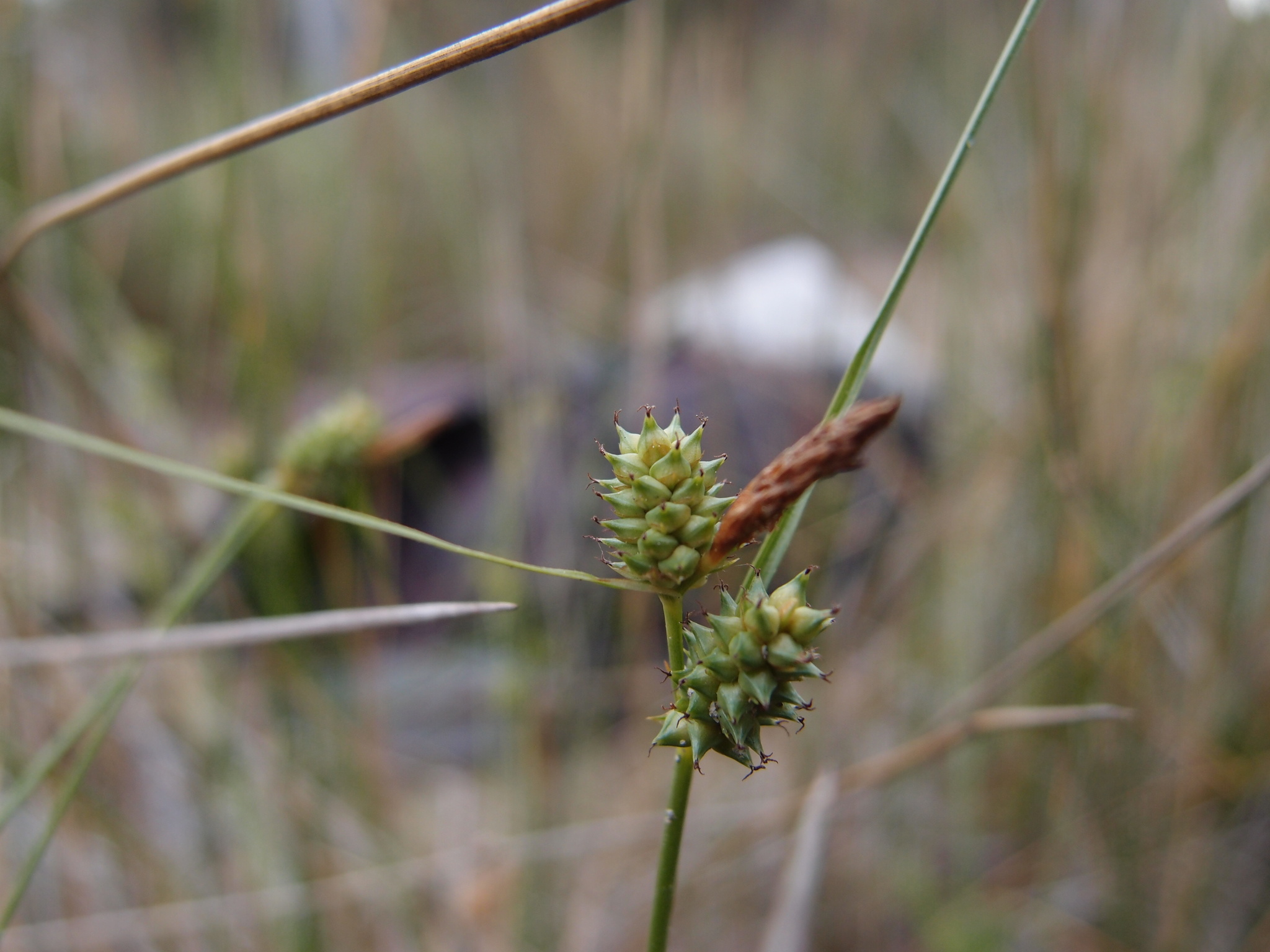 Carex extensa