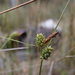 Carex extensa - Photo (c) guillaume_papuga, algunos derechos reservados (CC BY-NC), subido por guillaume_papuga