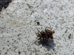 Acanthaspis westermanni