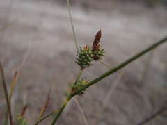 Carex extensa