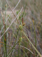 Carex extensa