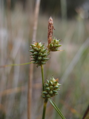Carex extensa