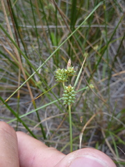 Carex extensa
