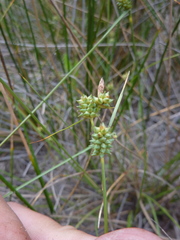 Carex extensa