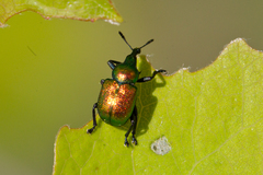 Byctiscus populi