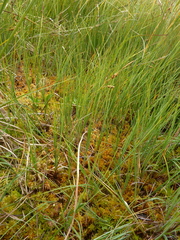 Carex limosa