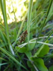 Carex limosa