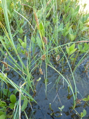 Carex limosa
