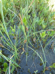 Carex limosa