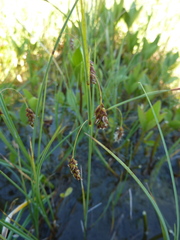 Carex limosa