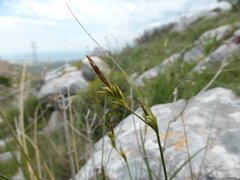 Carex distachya