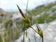 Carex distachya