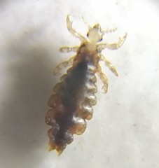 Pediculus humanus capitis