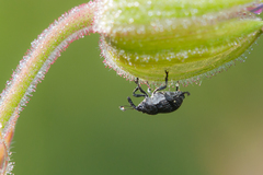 Zacladus geranii
