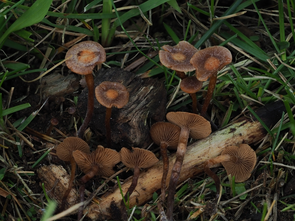 Deconica xeroderma