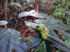 Abacarus eminens