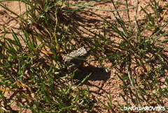 Bufotes boulengeri boulengeri