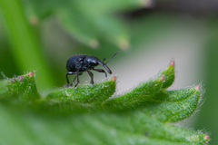 Neocoenorrhinus pauxillus