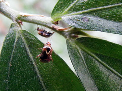 Sabactiopus sauteri