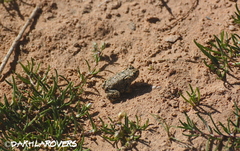 Bufotes boulengeri boulengeri