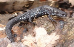 Ambystoma 'unisexual complex'