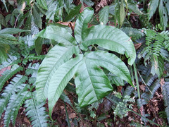 Tectaria polymorpha
