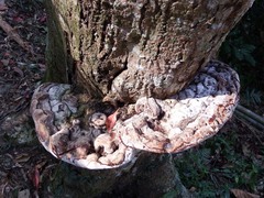 Ganoderma tornatum