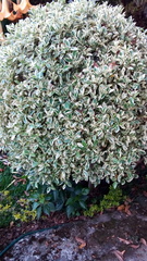 Ficus