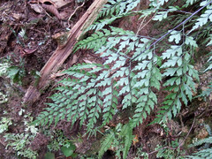 Asplenium neolaserpitiifolium