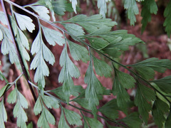 Asplenium neolaserpitiifolium