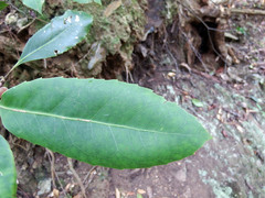 Helicia rengetiensis