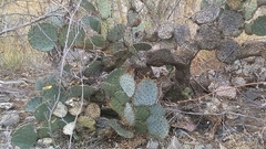 Opuntia gosseliniana