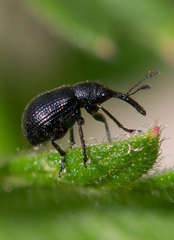 Neocoenorrhinus pauxillus