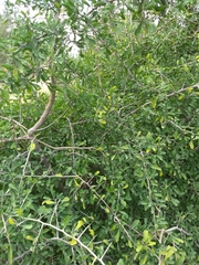 Condalia globosa