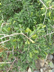 Condalia globosa