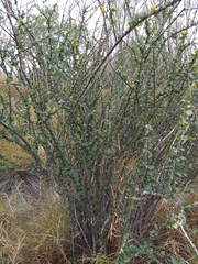 Adelia brandegeei