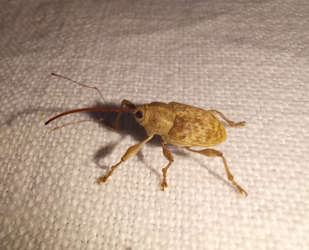 Nut and acorn weevils from genneton on august 23 2023 at 01 45 am by