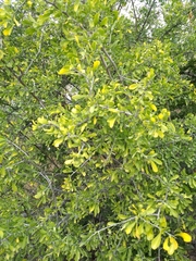 Condalia globosa