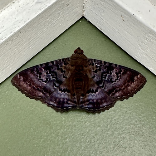 Plain cloak moth