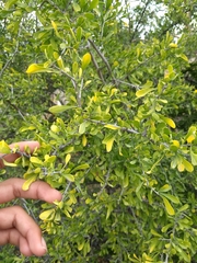 Condalia globosa