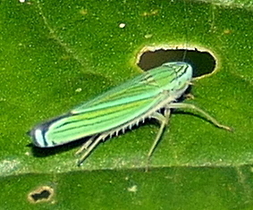Cicadellini from Cartago Province, Cachí, Costa Rica on July 27, 2023