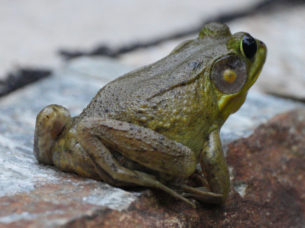 Green Frog from EJ Wild Life Garden, Raleigh, NC, USA on August 22 ...