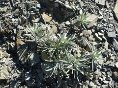 Onosma polyphylla