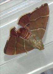 Stemmatophora flavicaput