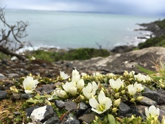 Gentianella saxosa