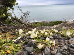Gentianella saxosa